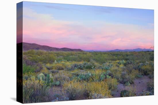 After Sunset in Saguaro National Park-Anna Miller-Premier Image Canvas