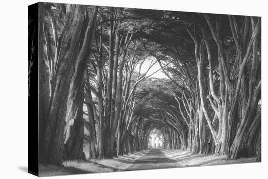 Afternoon Light Cypress Tree Road, Poiint Reyes National Seashore-Vincent James-Premier Image Canvas