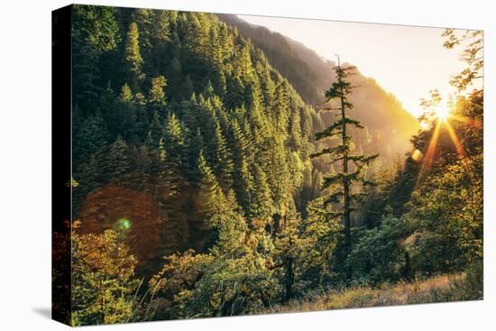 Afternoon Light Eagle Creek Trail - Columbia River Gorge Oregon-Vincent James-Premier Image Canvas