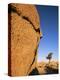 Afternoon Light on Rock and Tree, Joshua Tree National Park, California-Aaron McCoy-Premier Image Canvas