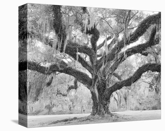 Afton Villa Oak with Moss-William Guion-Stretched Canvas