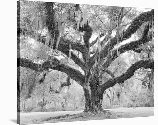 Afton Villa Oak with Moss-William Guion-Stretched Canvas