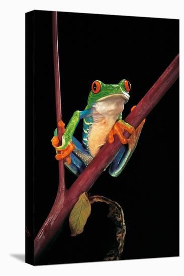Agalychnis Callidryas (Red-Eyed Treefrog )-Paul Starosta-Premier Image Canvas