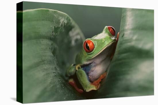 Agalychnis Callidryas-DLILLC-Premier Image Canvas