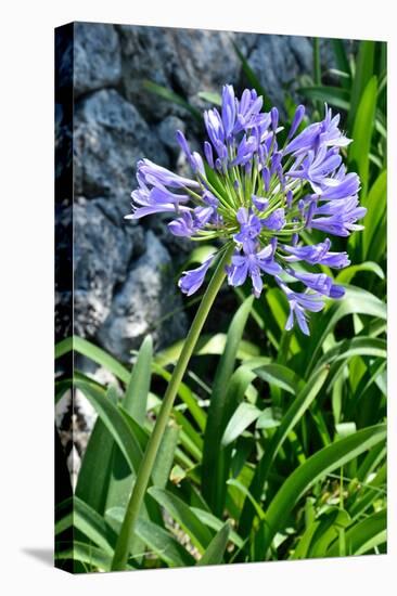 Agapanthus Africanus, Agapanthus in Umbel (Photo)-null-Premier Image Canvas