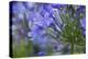 Agapanthus close-up, Sausalito, Marin County, California-Anna Miller-Premier Image Canvas