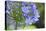 Agapanthus closeup, Sausalito, Marin County, California-Anna Miller-Premier Image Canvas