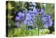 Agapanthus closeup, Sausalito, Marin County, California-Anna Miller-Premier Image Canvas