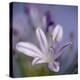 Agapanthus 'Donau'-Cristina-Premier Image Canvas