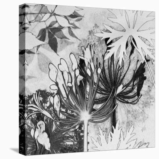 Agapanthus Impression II-Amanda Ross-Stretched Canvas