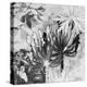 Agapanthus Impression II-Amanda Ross-Stretched Canvas