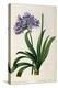 Agapanthus Umbrellatus, from Les Liliacees-Pierre-Joseph Redouté-Premier Image Canvas