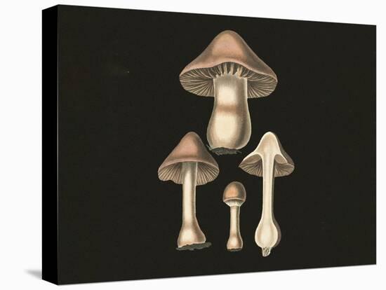 Agaricus Bulbosus Dark Background-John Stephenson and James Morss Churchill-Premier Image Canvas