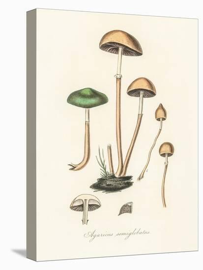 Agaricus Semiglobatus-John Stephenson and James Morss Churchill-Premier Image Canvas