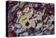 Agate in Colorful Design, Sammamish, WA-Darrell Gulin-Premier Image Canvas