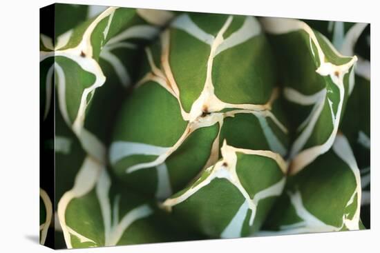 Agave 02-PhotoINC Studio-Premier Image Canvas