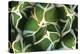 Agave 02-PhotoINC Studio-Premier Image Canvas