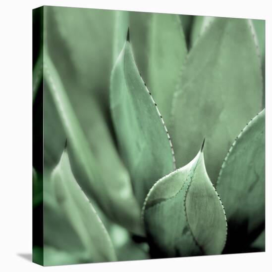 Agave #4-Alan Blaustein-Stretched Canvas