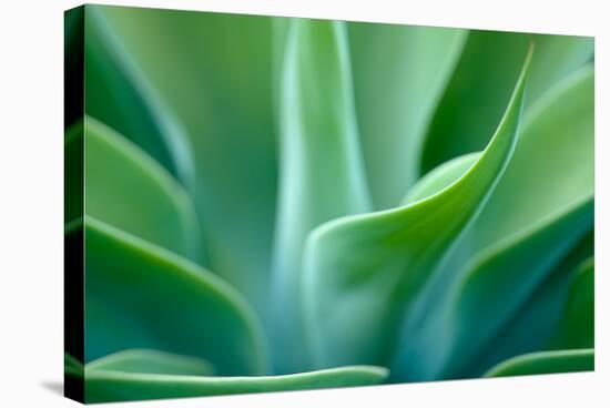 Agave 5-Jonathan Nourok-Stretched Canvas