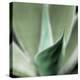 Agave #5-Alan Blaustein-Stretched Canvas