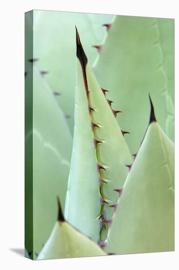 Agave, Agave Parrasana, Detail, Nature, Botany-Herbert Kehrer-Premier Image Canvas