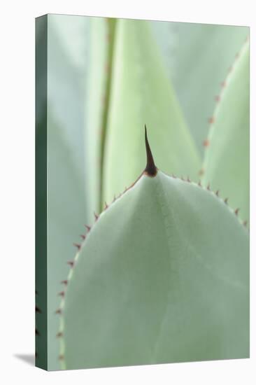 Agave, Agave Parryi, Medium Close-Up-Herbert Kehrer-Premier Image Canvas