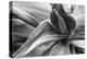 Agave Americana-Moises Levy-Premier Image Canvas