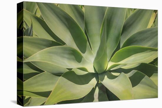 Agave Attenuata, native to Mexico, is often known as the lions tail, swans neck or foxtail.-Mallorie Ostrowitz-Premier Image Canvas