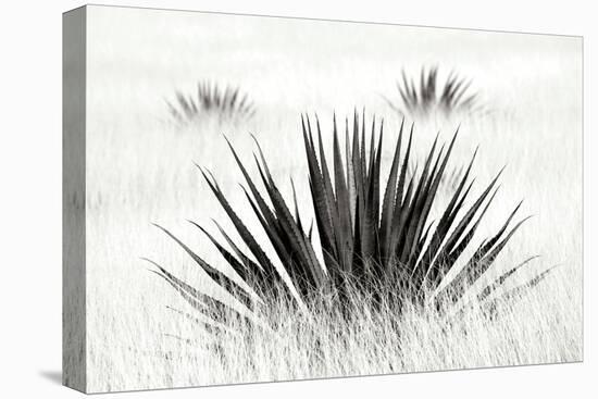 Agave BW I-Douglas Taylor-Premier Image Canvas