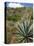 Agave Cactus for Making Mezcal, Oaxaca, Mexico, North America-Robert Harding-Premier Image Canvas