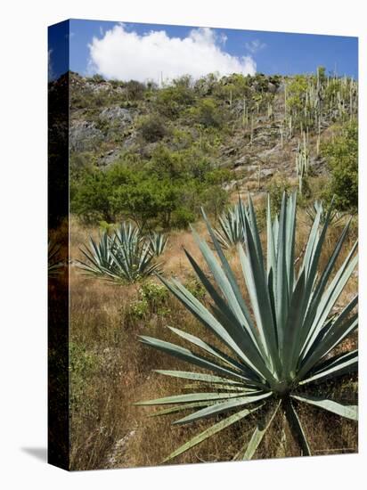 Agave Cactus for Making Mezcal, Oaxaca, Mexico, North America-Robert Harding-Premier Image Canvas