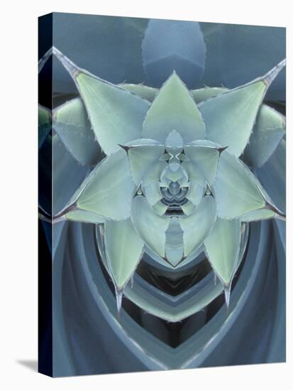 Agave Cactus-Adam Jones-Premier Image Canvas