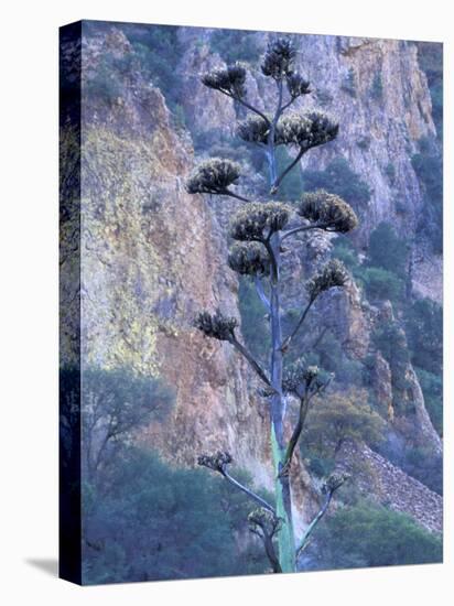 Agave, Century Plant, Big Bend National Park, Texas, USA-William Sutton-Premier Image Canvas