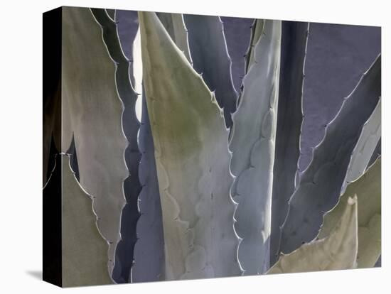 Agave Close-Up-Art Wolfe-Premier Image Canvas