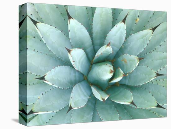 Agave, Desert Botanical Museum, Phoenix, Arizona, USA-Rob Tilley-Premier Image Canvas