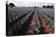 Agave Field for Tequila Production, Jalisco, Mexico-T photography-Premier Image Canvas