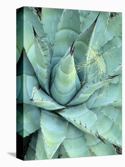 Agave Growing in Organ Pipe Cactus National Monument, Ajo Mountains, Arizona, USA-Scott T. Smith-Premier Image Canvas