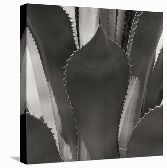 Agave II-Rita Crane-Premier Image Canvas