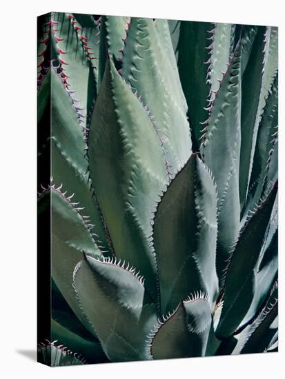 Agave II-Rachel Perry-Premier Image Canvas