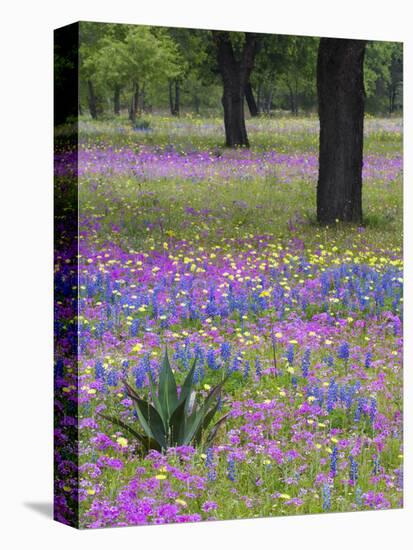 Agave in Field of Texas Blue Bonnets, Phlox and Oak Trees, Devine, Texas, USA-Darrell Gulin-Premier Image Canvas