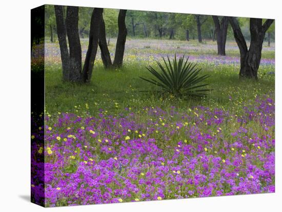 Agave in Field of Texas Blue Bonnets, Phlox and Oak Trees, Devine, Texas, USA-Darrell Gulin-Premier Image Canvas