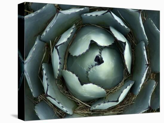 Agave, Northern California, Usa-Paul Colangelo-Premier Image Canvas