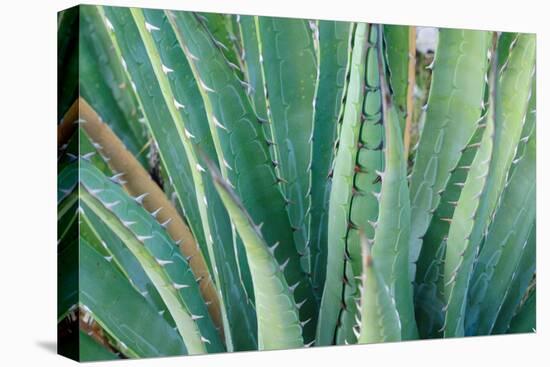 Agave on the Bright Angel Trail, Colorado, United States of America, North America-Bhaskar Krishnamurthy-Premier Image Canvas