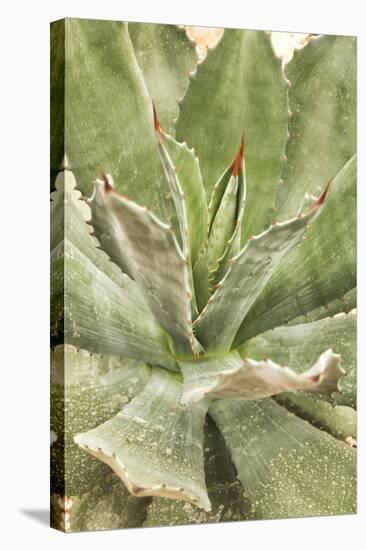 Agave Ovatifolia-Adrian Thomas-Premier Image Canvas