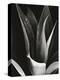 Agave, Paradise Park-Brett Weston-Premier Image Canvas