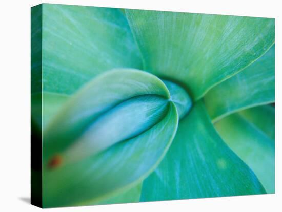 Agave Plant Detail, University of North Carolina at Charlotte Botanical Gardens, USA-Brent Bergherm-Premier Image Canvas