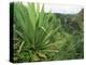 Agave Plant with Opeka Falls in the Background, Kauai, Hawaii-Rolf Nussbaumer-Premier Image Canvas