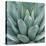 Agave Plant-Micha Pawlitzki-Premier Image Canvas