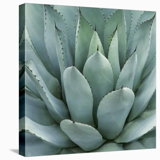 Agave Plant-Micha Pawlitzki-Premier Image Canvas