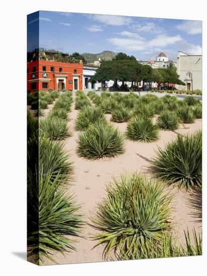 Agave Plants Used for Making Mezcal, Oaxaca City, Oaxaca, Mexico, North America-R H Productions-Premier Image Canvas